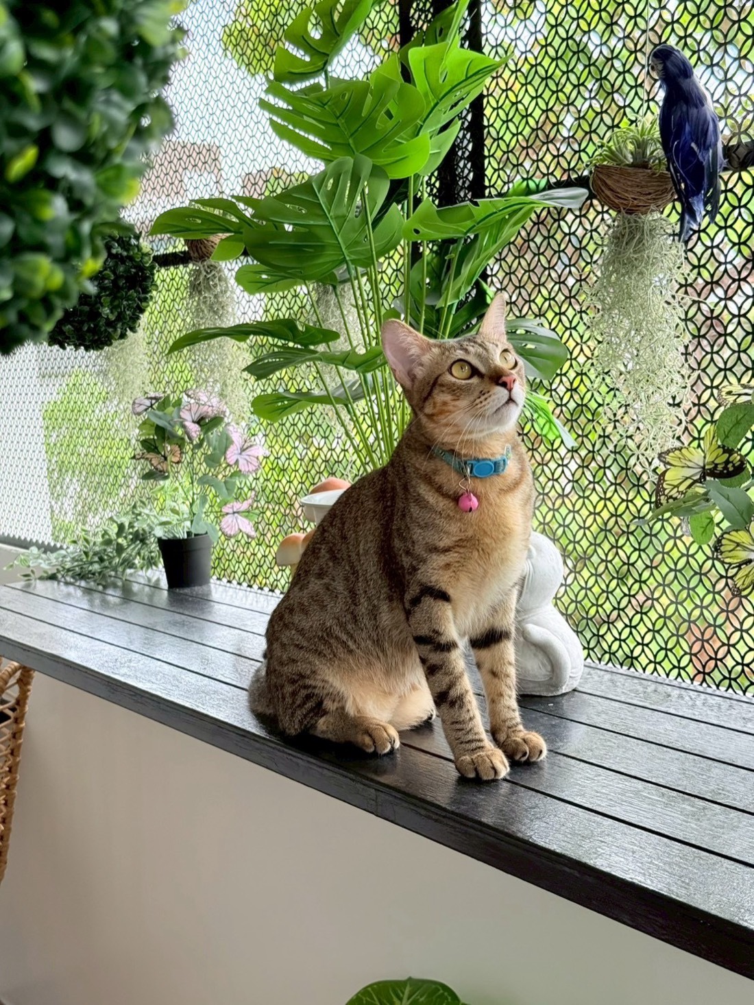 น้องแมวที่ Fatty Cat Hotel