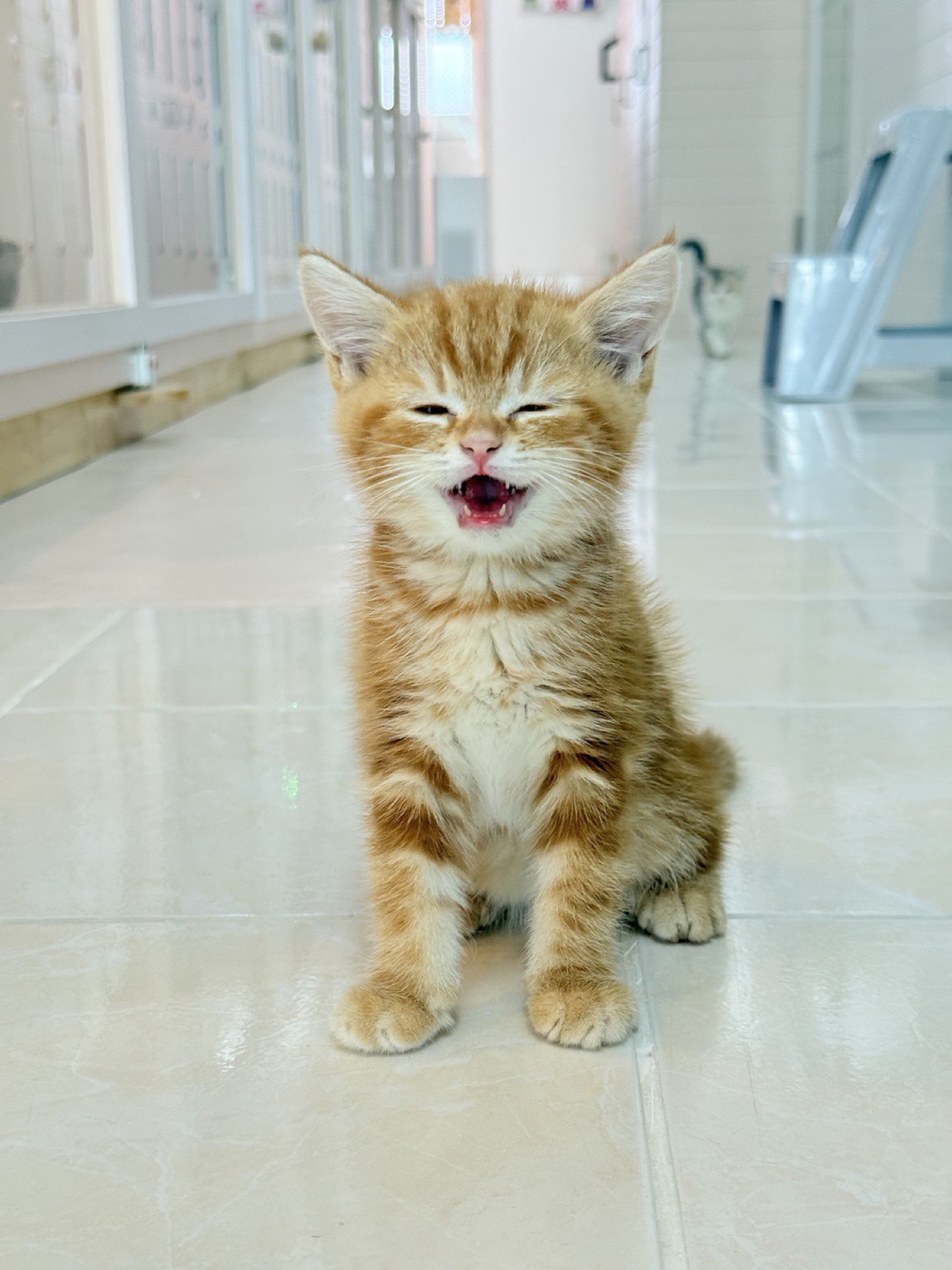 ลูกแมวส้มยิ้มน่ารักที่ Fatty Cat Hotel
